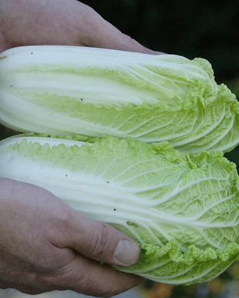 CB234 Cabbage Wa Wa Sai